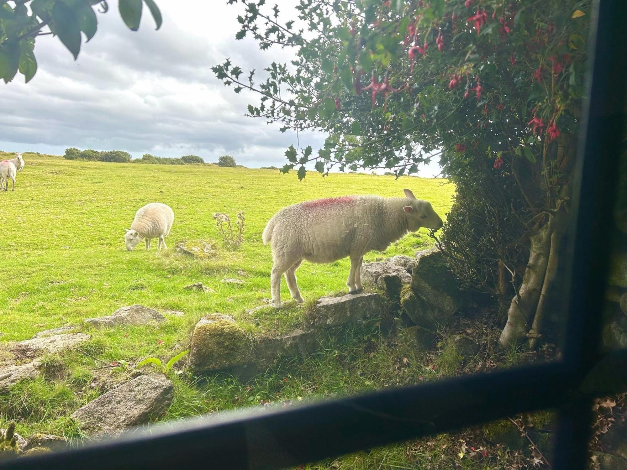 Hallagenna Cottages Bodmin Dış mekan fotoğraf